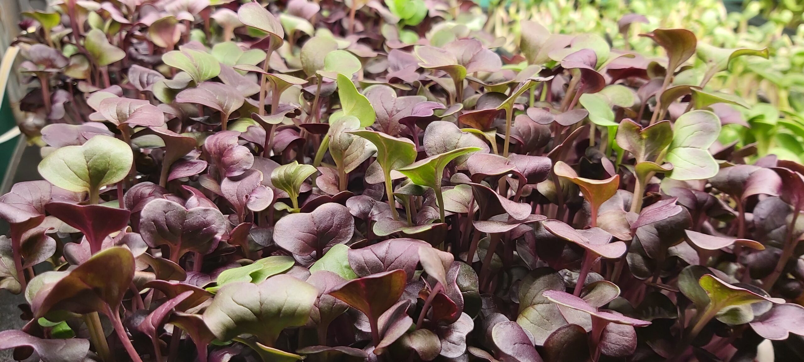 Radish microgreens A tray full of red radish microgreens.