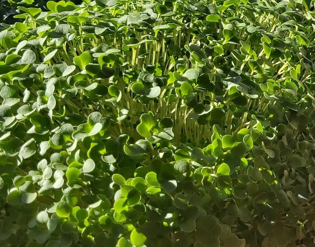 Broccoli microgreens A tray of broccoli microgreens ready to be harvested.