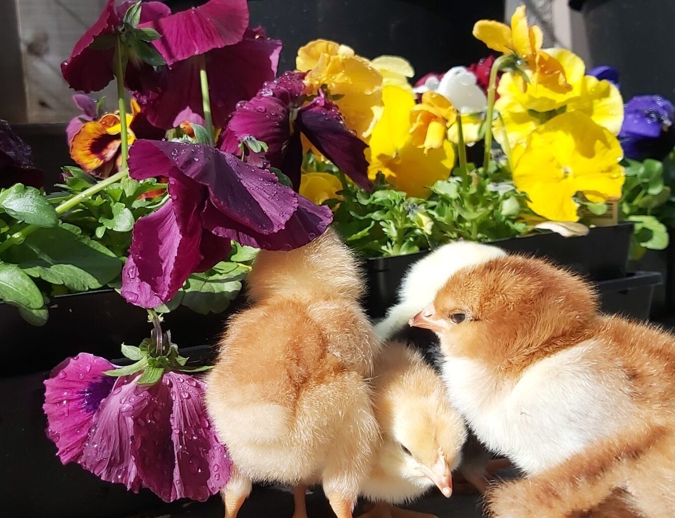 Two day old baby chicks Baby chicks in front of colourful planter filled with pansies.