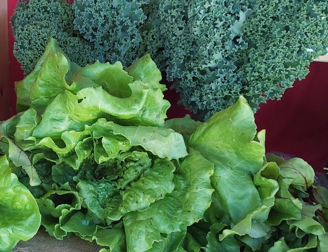 Fresh greens at the farm stand Fresh lettuces, kale, and beet greens for sale at the farm stand.