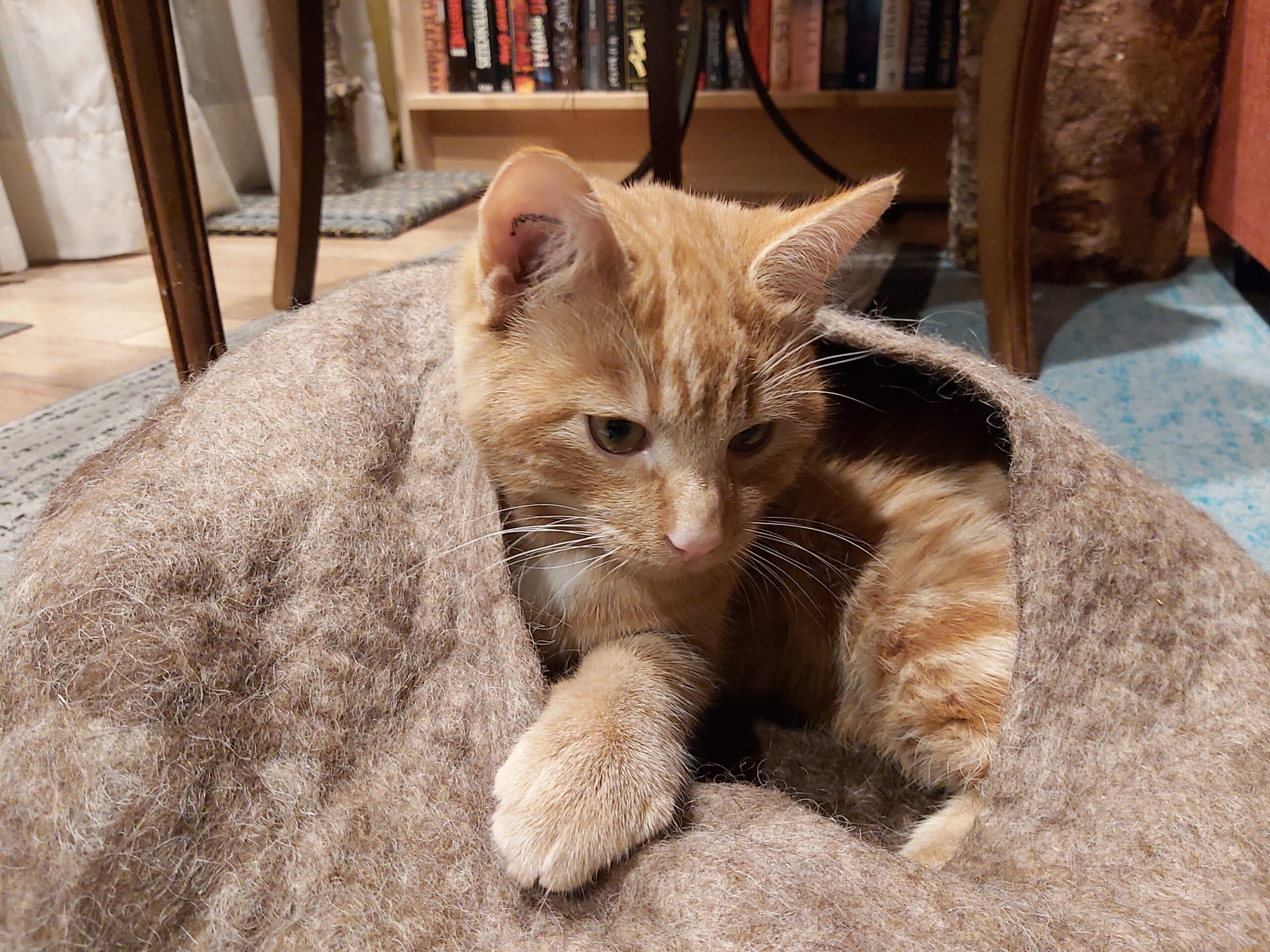20241125_175740 Cat playing in their 100% wool hand-felted cat cave.
