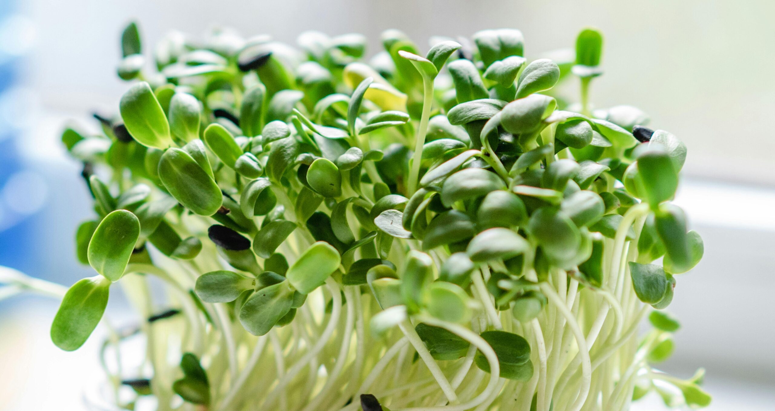 Sunflower microgreens Sunflower microgreens